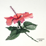 Hibiscus